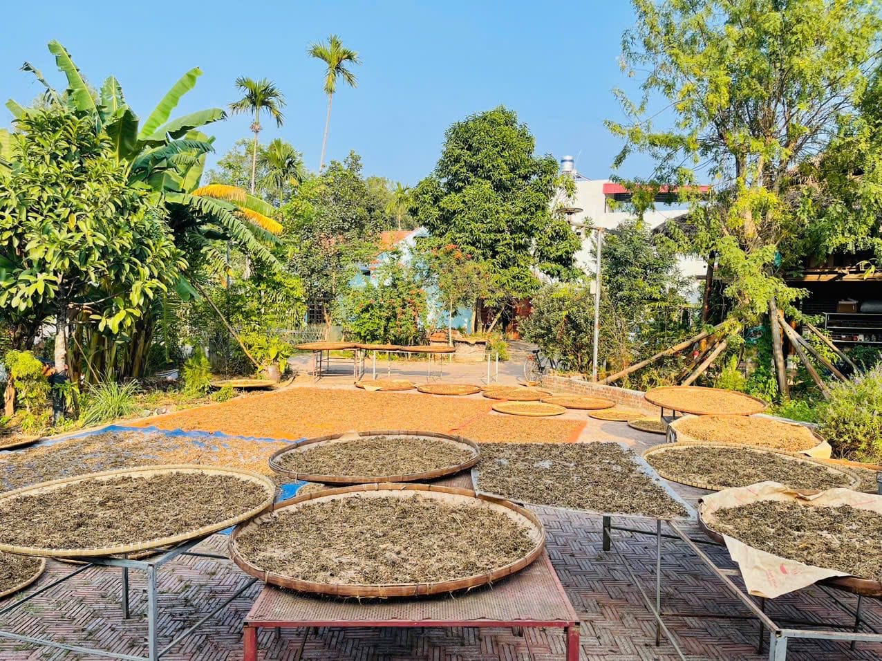 Vì sao phơi thảo dược dưới ánh nắng mặt trời?