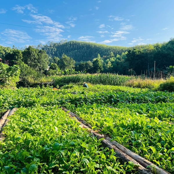 Vườn cải Lú Bú nhà Vietherb…nơi lưu giữ hồn cốt bản địa vùng Hữu Lũng - Lạng Sơn