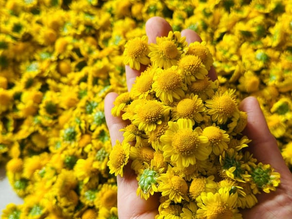 Ai không nên dùng Cúc hoa?