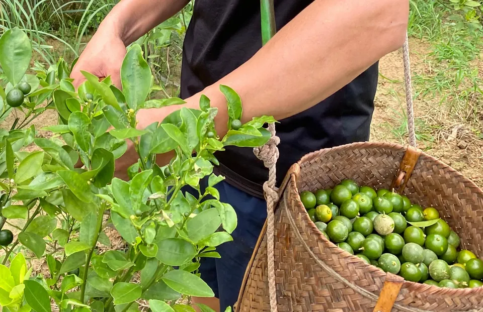 Thu hoạch quất từ vùng trồng thử nghiệm tại Ninh Bình