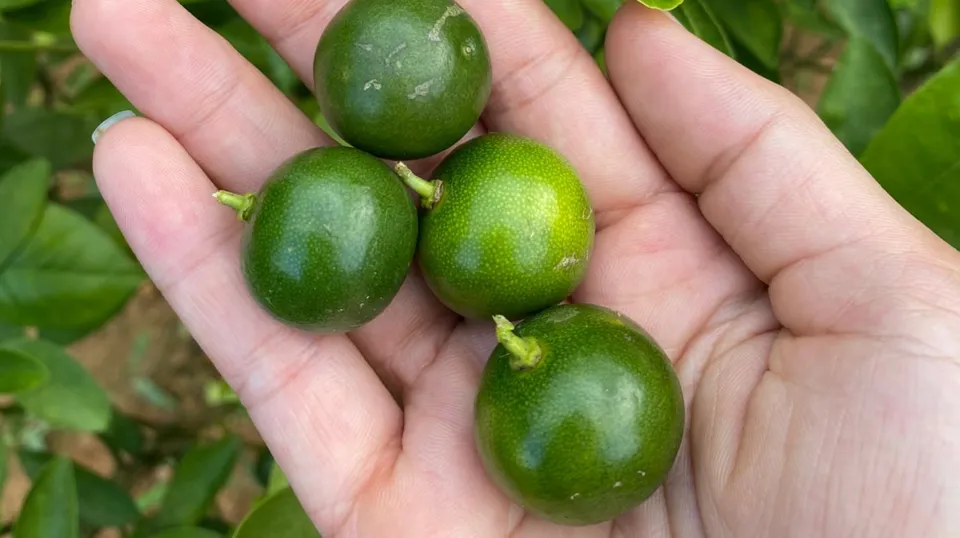 Quất cốm vỏ xanh