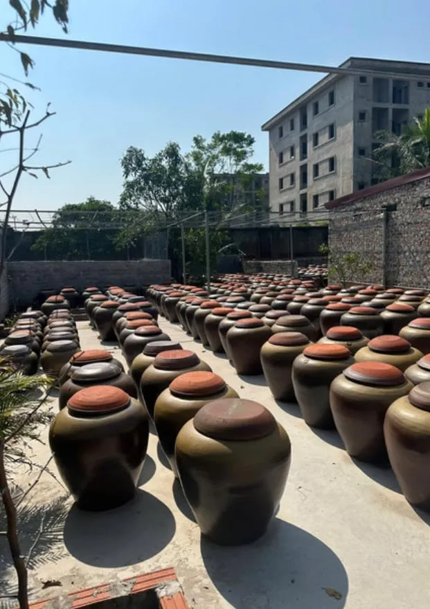 Những chum sành ủ quất