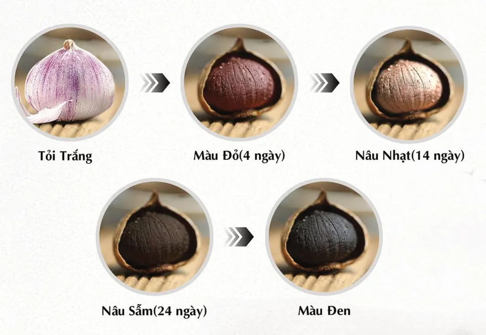 Tỏi đổi màu qua các ngày lên men: trắng, đỏ, nâu nhạt, nâu sẫm rồi đen